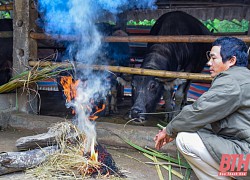 Triển khai các giải pháp cấp bách phòng, chống rét cho cây trồng, vật nuôi