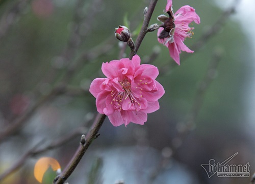 Mười năm lấy chồng, vợ tôi chưa một lần dám xin về ngoại ăn Tết