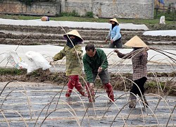 Rét đậm, rét hại gây thiệt hại lớn đến sản xuất và đời sống