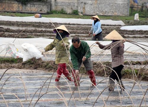 Rét đậm, rét hại gây thiệt hại lớn đến sản xuất và đời sống