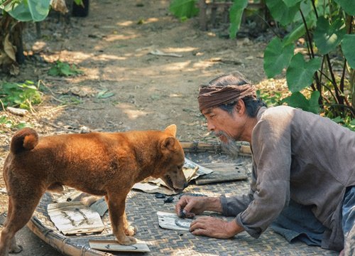 Vì sao 'Cậu Vàng' khiến người xem ngao ngán?