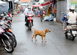 Clip: 2 thanh niên đầu trần phóng xe máy tốc độ cao ngã văng ra đường vì va phải "chướng ngại vật biết chạy" này