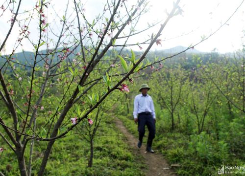 Đào cổ thụ bung nở đón Tết trên bản làng người Mông Nghệ An