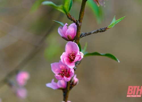 Đào Xuân Du "thay áo" đón... Tết