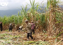 Giá mía nguyên liệu tăng cao, nông dân Đăk Lăk phấn khởi vì đã bắt đầu có lãi