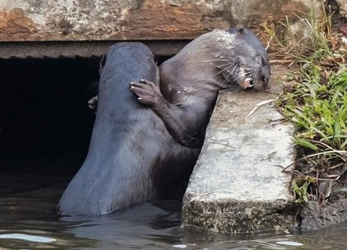 Kỳ đà phá đám khi cặp đôi rái cá 'tình tứ'