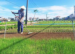 Làng rau Trà Quế tất tả vào vụ Tết: Vụ mới sau... lũ và dịch