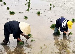 Nghệ An: Rét căm căm, nông dân làm đồng xuyên trưa để kịp vụ