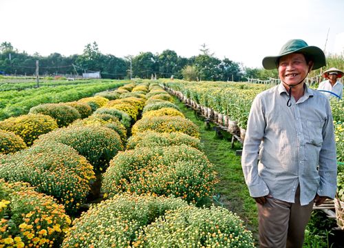 Về Cần Thơ, "lạc giữa rừng hoa" ngày cận Tết