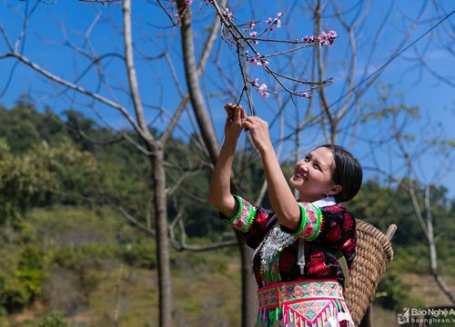 Vựa đào đá lớn nhất biên giới Nghệ An sẵn sàng vào Tết