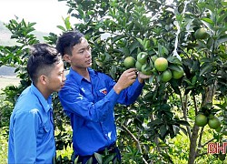 Chàng trai biến sỏi đá thành... cam