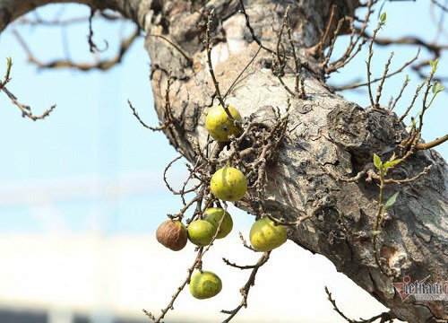 Chậu sung trăm tuổi trụi lá, hét giá 200 triệu ở Hà Nội