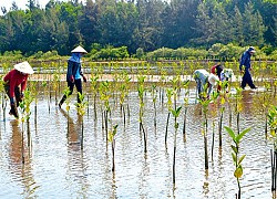 Chương trình hành động của Chính phủ tiếp tục ứng phó với biến đổi khí hậu