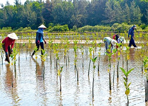 Chương trình hành động của Chính phủ tiếp tục ứng phó với biến đổi khí hậu