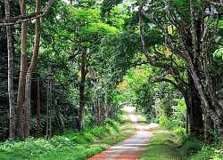 Mê cung 'Cúc Phương kì thú' tái hiện món quà thiên nhiên vô giá