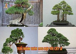 Tìm hiểu tuổi thân hợp cây gì