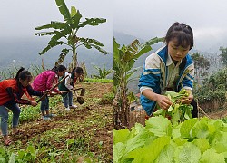 Vườn rau sạch của học sinh bán trú