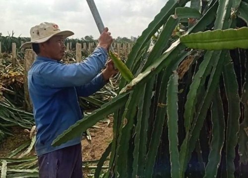 Long An: Nhiều nông dân phá bỏ vườn thanh long do thua lỗ