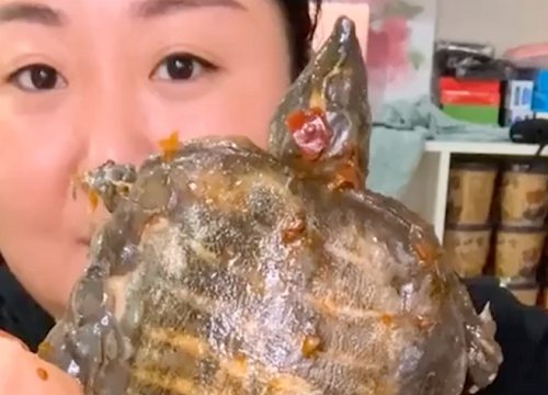 Netizen thế giới sốc nặng vì màn mukbang nhai rùa nguyên con