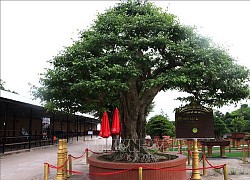 Xác lập kỷ lục cây sanh bonsai có đường kính tán lớn nhất Việt Nam