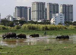 Dựng chòi chăn trâu, nuôi vịt ở Sài Gòn