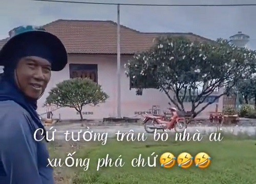 Người nông dân vất vả trồng lúa lại bị phá nát nhưng nhìn "thủ phạm" ai cũng đổi thái độ