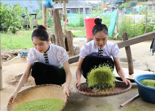 Dẻo thơm hương nếp Tú Lệ