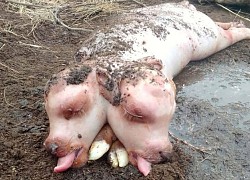 Bê hai đầu có cơ thể giống lợn
