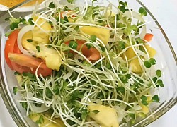 Cách làm rau mầm trộn dầu giấm thanh mát, ngon hết ý và vô cùng đơn giản