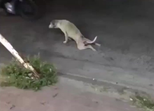 Chó cưng giả què chân ăn vạ