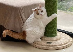 Chú mèo nhờ khuôn mặt rầu rĩ đổi đời thành &#8220;con nhà giàu&#8221;