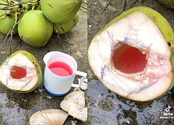 Cô gái khoe nhà có dừa đỏ được "gạ" 100 triệu cũng không bán, dân mạng bóc mẽ: Tưởng mình em ở miền Tây hả?