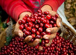 Giá cà phê hôm nay 28/10, Đảo chiều giảm giá; Robusta đứng ở mức cao 10 năm,