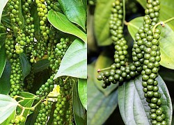 Giá tiêu hôm nay 28/10, tăng nhẹ, cao nhất 89.000đ/kg, doanh nghiệp xuất khẩu gặp rủi ro, dự báo giá tiêu năm 2022