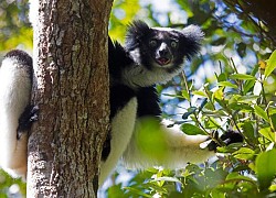 Phát hiện sốc vượn cáo ở Madagascar biết hát có nhịp điệu