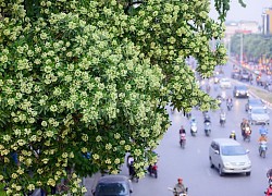 'Hoa sữa' - ca khúc gắn với mùa thu Hà Nội