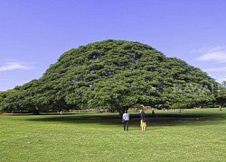 Cây 'hái ra tiền' ở Hawaii