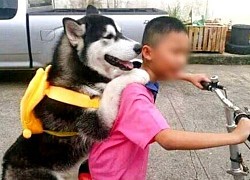 Husky quyết tâm cùng cậu chủ bỏ nhà đi vì bị mẹ mắng làm CĐM bật cười