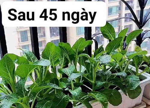 Mẹ Bắc Giang chỉ cách trồng và chăm sóc cải ngồng để lên cực tốt lại còn đậm vị