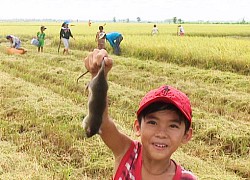 Bé gái hồn nhiên khoe &quot;chiến lợi phẩm&quot;, người lớn nhìn vào sợ khiếp vía, xỉu 7 ngày chưa tỉnh