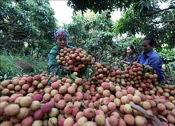 Chủ động khảo sát thị trường, tham gia triển lãm quốc tế