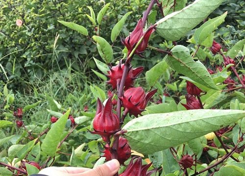 Đến lượt cành atiso, cành găng hóa hàng độc lạ, chị em đua nhau lùng mua