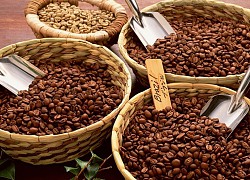 Giá cà phê hôm nay 9/10: Arabica tiếp tục tăng mạnh, Robusta lừng khừng khi mưa lớn kéo dài ở Tây Nguyên