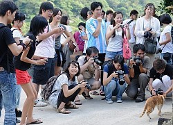 Mèo có đang dần xâm chiếm thế giới: Nếu không tin bạn hãy đến ngôi làng đặc biệt chỉ có "sen" và "hoàng thượng" này