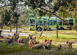 Một ngày vào vai 'nhà động vật học' giữa 'thiên đường hoang dã' Vinpearl Safari