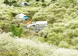 Tháng 10 thu sang, cùng nhau săn các mùa hoa ở Hà Giang, Mộc Châu, ngắm lúa chín Tây Bắc, hòa mình vào sắc thu Hà Nội,...