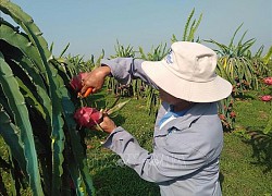 Thanh long Bình Thuận có 'giấy thông hành' vào thị trường khó tính