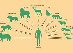 CDC Trung Quốc: COVID-19 vẫn mở rộng phạm vi vật chủ lây nhiễm