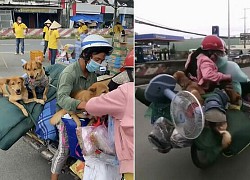 CĐM xót xa khi nghe tin 15 chú chó ở Cà Mau bị tiêu hủy: "Nghèo khó nhưng không bỏ nhau, vậy mà chuyến phượt xa nhất cũng là hành trình cuối cùng"