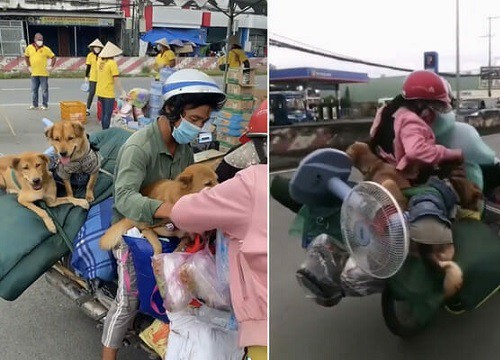 CĐM xót xa khi nghe tin 15 chú chó ở Cà Mau bị tiêu hủy: "Nghèo khó nhưng không bỏ nhau, vậy mà chuyến phượt xa nhất cũng là hành trình cuối cùng"